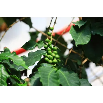 Organic Amla Plant